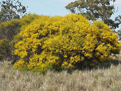 Acacia euthycarpa p Denzel Murfet Rockleigh